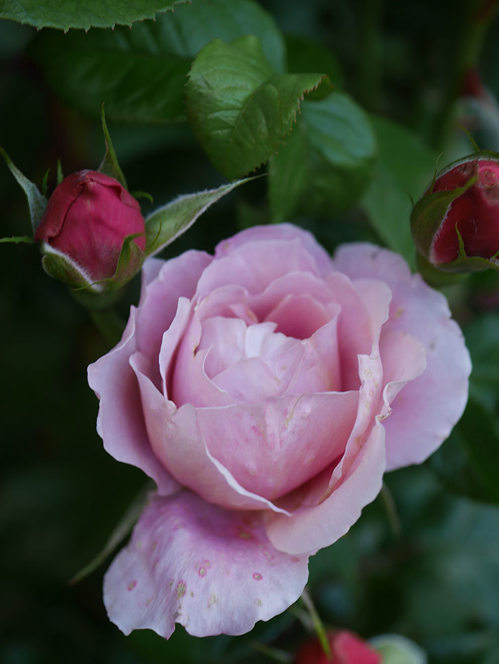 ピンク・ビンテージ(Pink Vintage)の春花。木立バラ。2022年-012.jpg