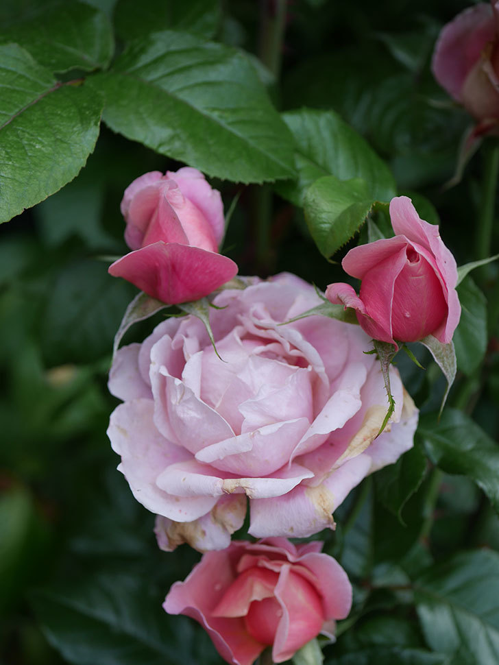 ピンク・ビンテージ(Pink Vintage)の春花。木立バラ。2022年-015.jpg