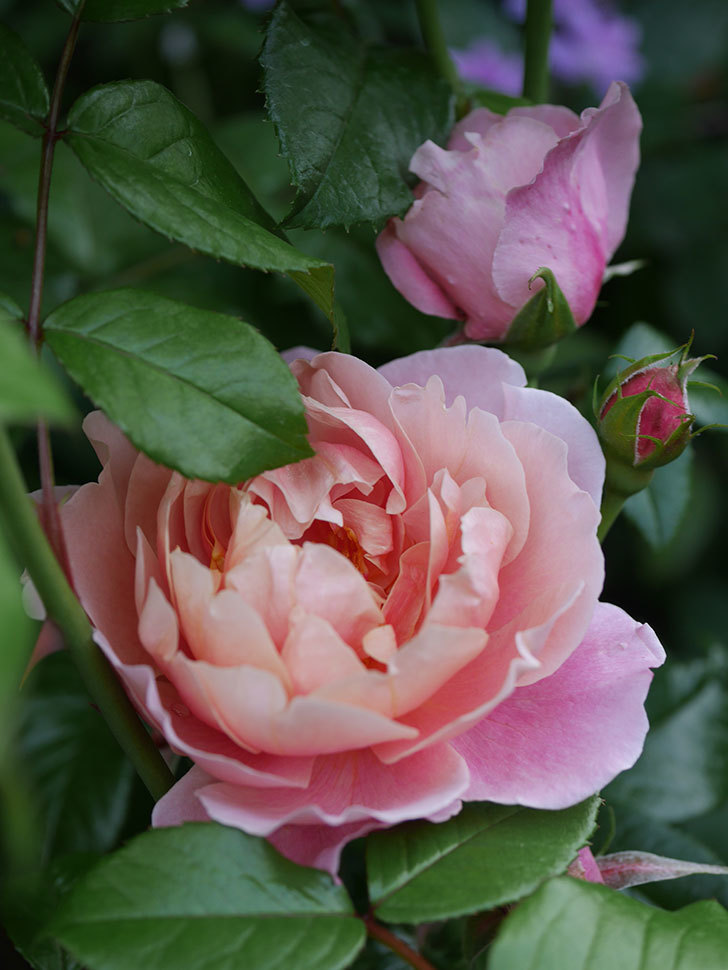 ピンク・ビンテージ(Pink Vintage)の春花。木立バラ。2022年-016.jpg