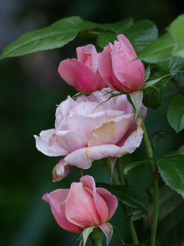 ピンク・ビンテージ(Pink Vintage)の春花。木立バラ。2022年-018.jpg