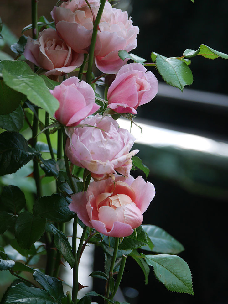 ピンク・ビンテージ(Pink Vintage)の春花。木立バラ。2022年-021.jpg