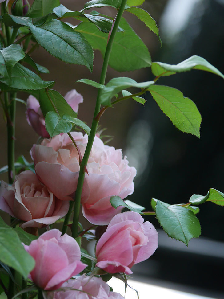 ピンク・ビンテージ(Pink Vintage)の春花。木立バラ。2022年-022.jpg