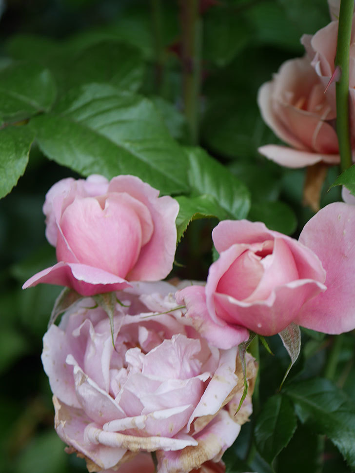 ピンク・ビンテージ(Pink Vintage)の春花。木立バラ。2022年-024.jpg