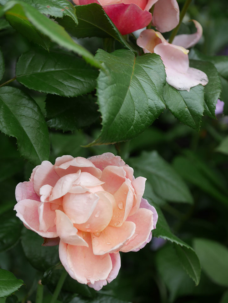 ピンク・ビンテージ(Pink Vintage)の春花。木立バラ。2022年-033.jpg