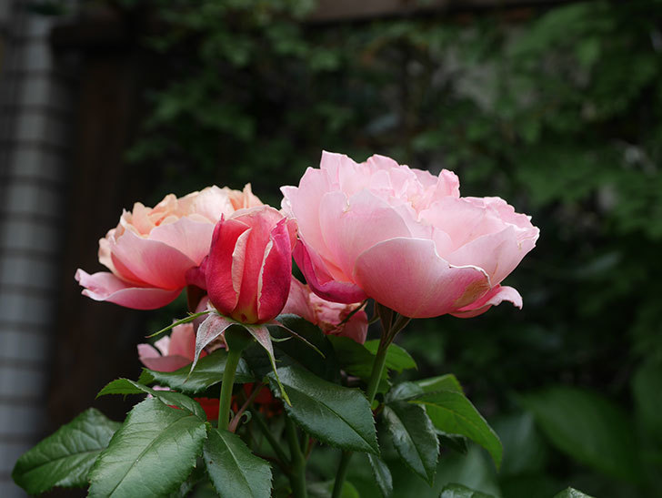 ピンク・ビンテージ(Pink Vintage)の春花。木立バラ。2022年-040.jpg