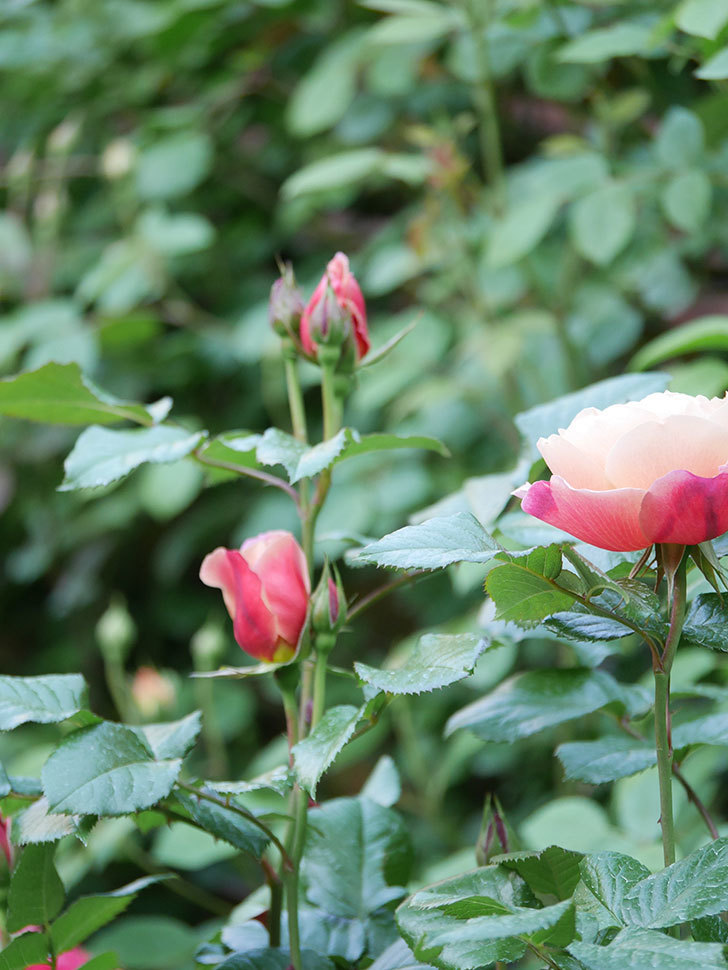 ピンク・ビンテージ(Pink Vintage)の花が咲いた。木立バラ。2021年-003.jpg