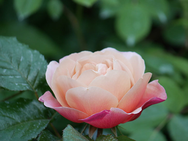 ピンク・ビンテージ(Pink Vintage)の花が咲いた。木立バラ。2021年-006.jpg