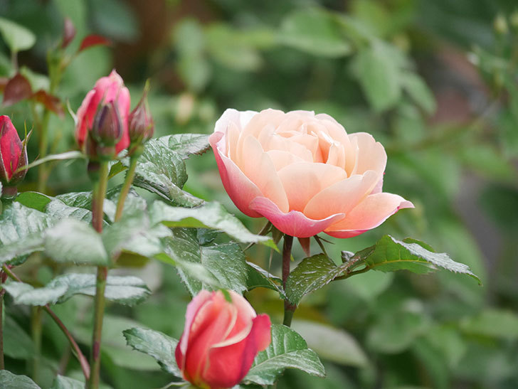 ピンク・ビンテージ(Pink Vintage)の花が咲いた。木立バラ。2021年-011.jpg