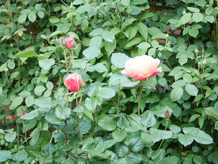 ピンク・ビンテージ(Pink Vintage)の花が咲いた。木立バラ。2021年-015.jpg
