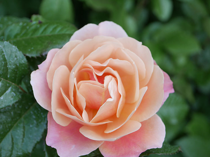 ピンク・ビンテージ(Pink Vintage)の花が咲いた。木立バラ。2021年-020.jpg
