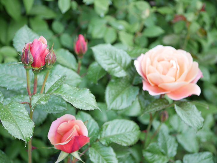 ピンク・ビンテージ(Pink Vintage)の花が咲いた。木立バラ。2021年-026.jpg