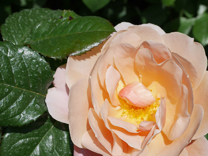 ピンク・ビンテージ(Pink Vintage)の花が咲いた。木立バラ。2021年-029.jpg