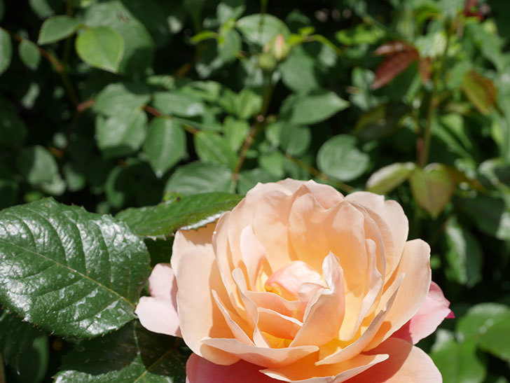 ピンク・ビンテージ(Pink Vintage)の花が咲いた。木立バラ。2021年-030.jpg