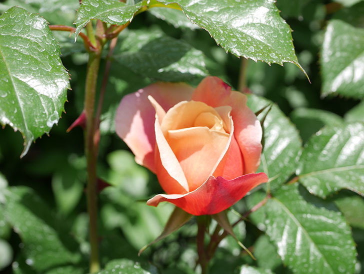 ピンク・ビンテージ(Pink Vintage)の花が咲いた。木立バラ。2021年-032.jpg