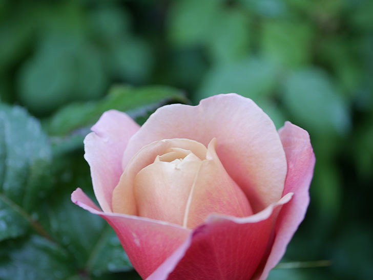 ピンク・ビンテージ(Pink Vintage)の花が咲きだした。木立バラ。2021年-004.jpg
