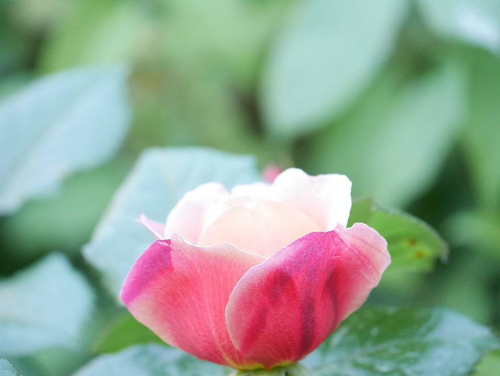 ピンク・ビンテージ(Pink Vintage)の花が咲きだした。木立バラ。2021年-012.jpg
