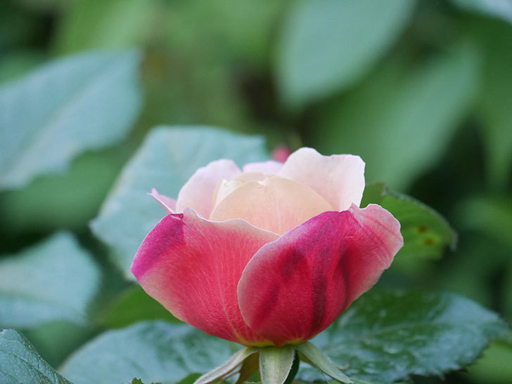 ピンク・ビンテージ(Pink Vintage)の花が咲きだした。木立バラ。2021年-013.jpg