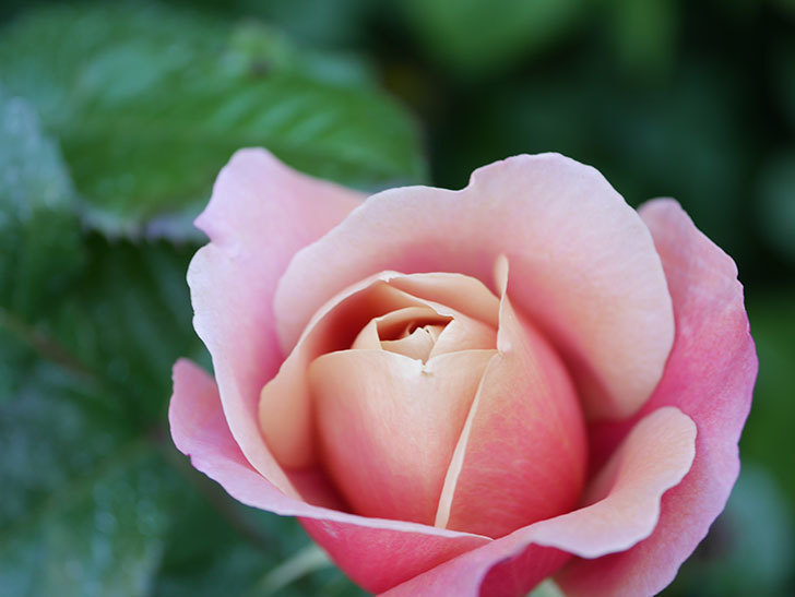 ピンク・ビンテージ(Pink Vintage)の花が増えてきた。木立バラ。2021年-003.jpg