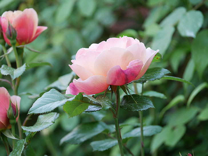 ピンク・ビンテージ(Pink Vintage)の花が増えてきた。木立バラ。2021年-025.jpg