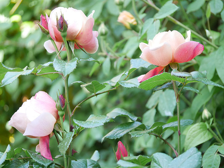 ピンク・ビンテージ(Pink Vintage)の花が増えてきた。木立バラ。2021年-029.jpg