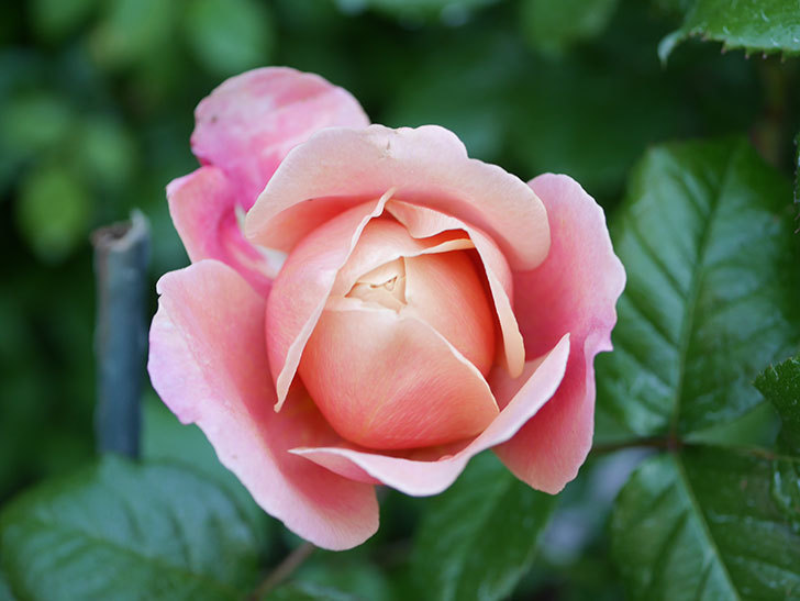 ピンク・ビンテージ(Pink Vintage)の花が増えてきた。木立バラ。2021年-044.jpg
