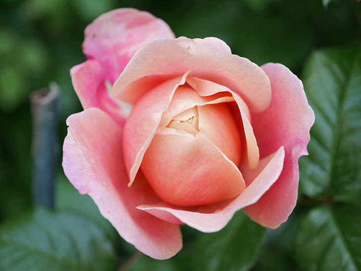 ピンク・ビンテージ(Pink Vintage)の花が増えてきた。木立バラ。2021年-045.jpg