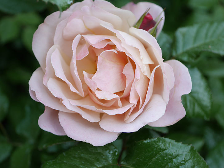 ピンク・ビンテージ(Pink Vintage)の花が増えてきた。木立バラ。2021年-046.jpg
