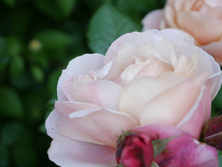 ピンク・ビンテージ(Pink Vintage)の花が増えてきた。木立バラ。2021年-047.jpg