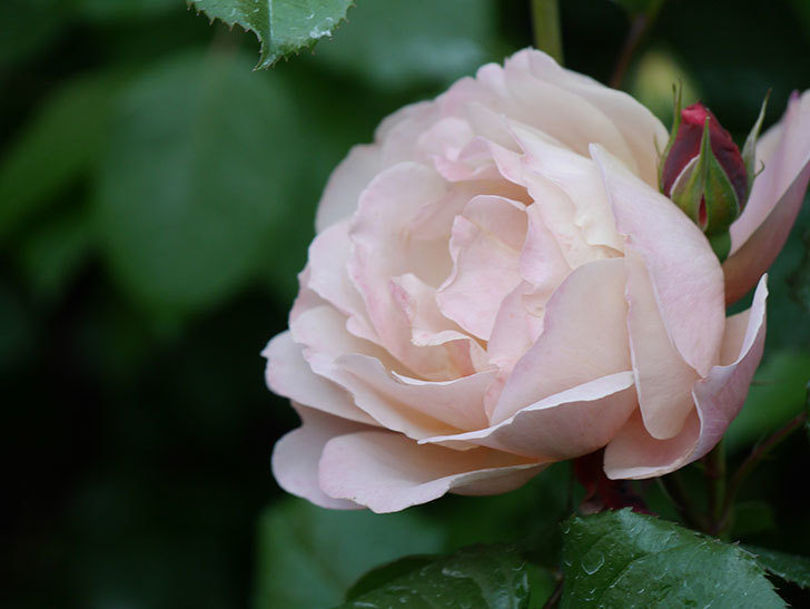 ピンク・ビンテージ(Pink Vintage)の花が増えてきた。木立バラ。2021年-055.jpg