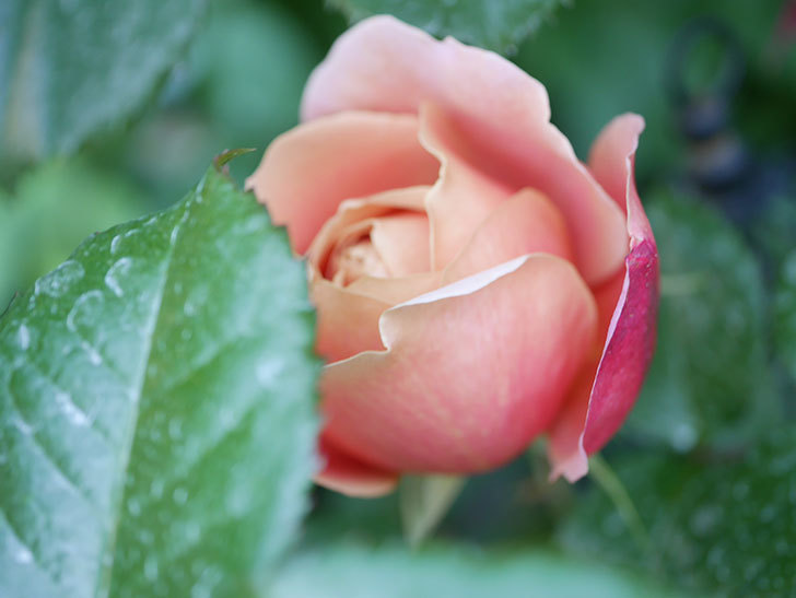 ピンク・ビンテージ(Pink Vintage)の花が増えてきた。木立バラ。2021年-077.jpg