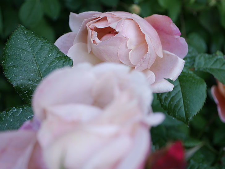 ピンク・ビンテージ(Pink Vintage)の花が増えてきた。木立バラ。2021年-078.jpg