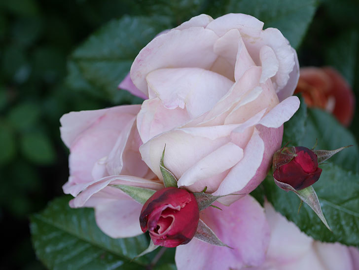ピンク・ビンテージ(Pink Vintage)の花が増えてきた。木立バラ。2021年-079.jpg