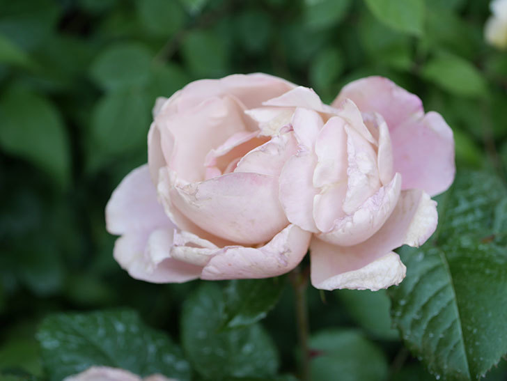 ピンク・ビンテージ(Pink Vintage)の花が増えてきた。木立バラ。2021年-086.jpg