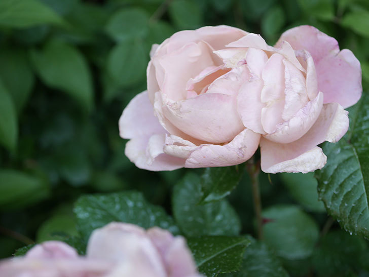 ピンク・ビンテージ(Pink Vintage)の花が増えてきた。木立バラ。2021年-087.jpg