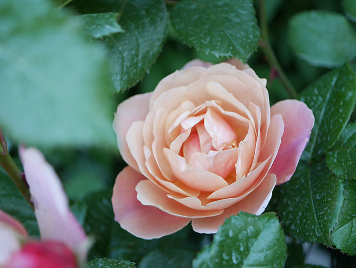 ピンク・ビンテージ(Pink Vintage)の花が増えてきた。木立バラ。2021年-091.jpg