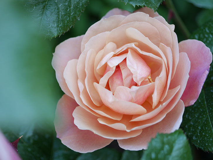 ピンク・ビンテージ(Pink Vintage)の花が増えてきた。木立バラ。2021年-092.jpg