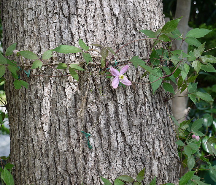 フラグラント・スプリング（モンタナ系　旧枝咲き）の花が咲きだした。2017年-5.jpg