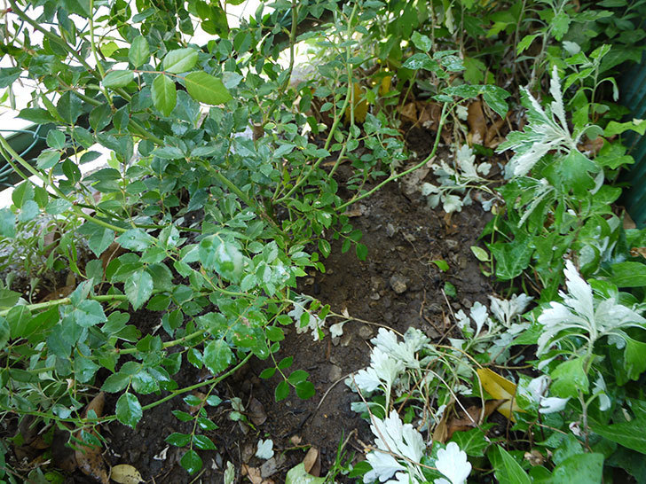 フランソワ・ジュランヴィル(ツルバラ)の開花株を地植えした。2016年-13.jpg