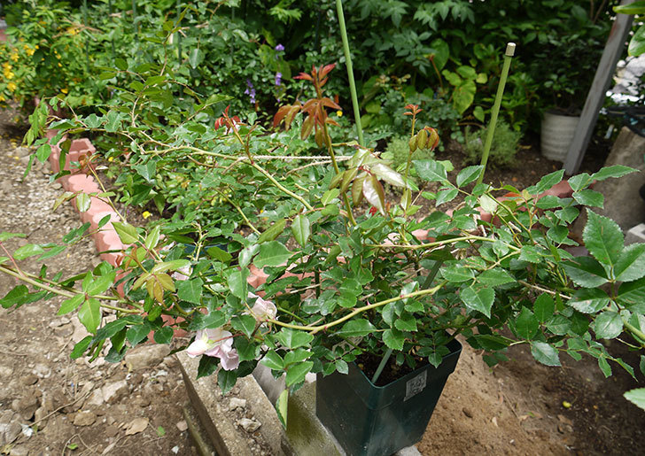 フランソワ・ジュランヴィル(ツルバラ)の開花株を地植えした。2016年-6.jpg