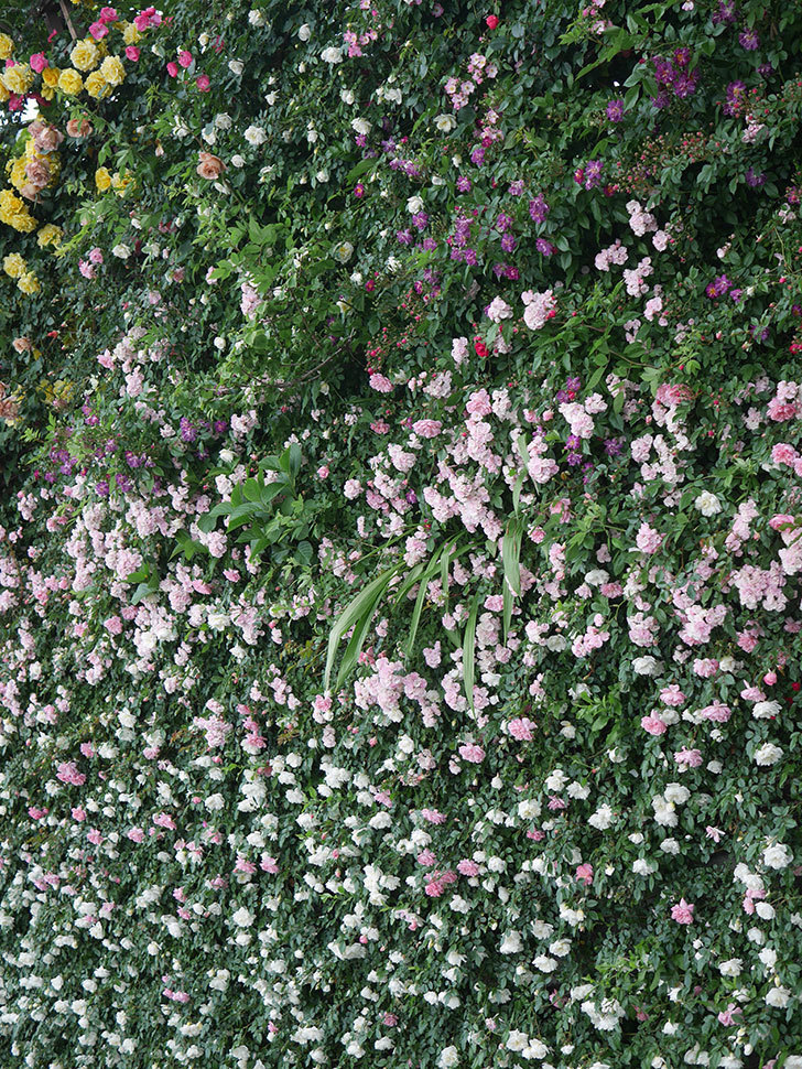 フランソワ・ジュランヴィル(Francois Juranville)の春花。ツルバラ。2022年-035.jpg