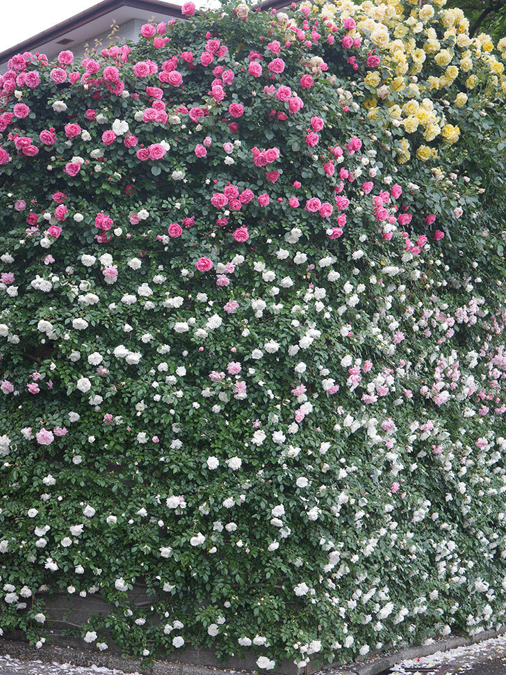 フランソワ・ジュランヴィル(Francois Juranville)の春花。ツルバラ。2022年-059.jpg