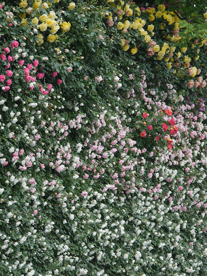フランソワ・ジュランヴィル(Francois Juranville)の春花。ツルバラ。2022年-070.jpg