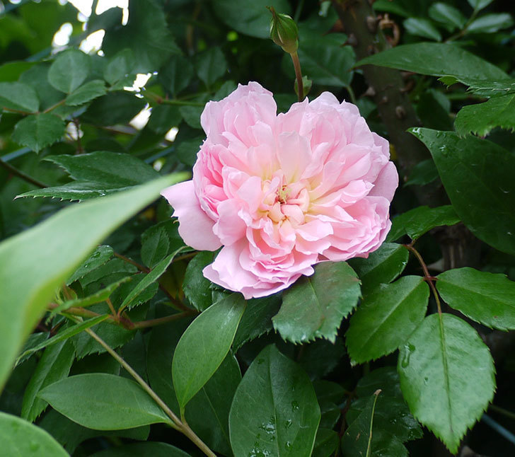 フランソワ・ジュランヴィル（ツルバラ）が咲いた。2017年-18.jpg