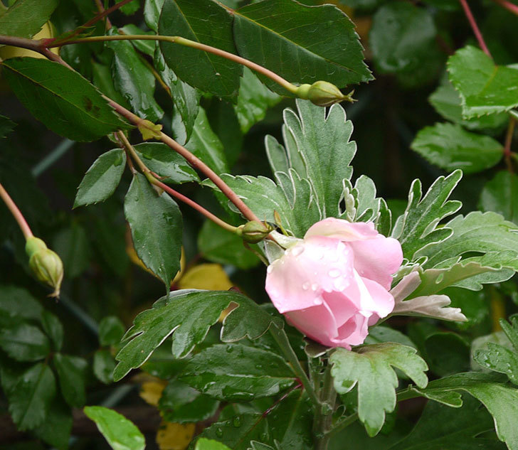 フランソワ・ジュランヴィル（ツルバラ）が咲いた。2017年-21.jpg