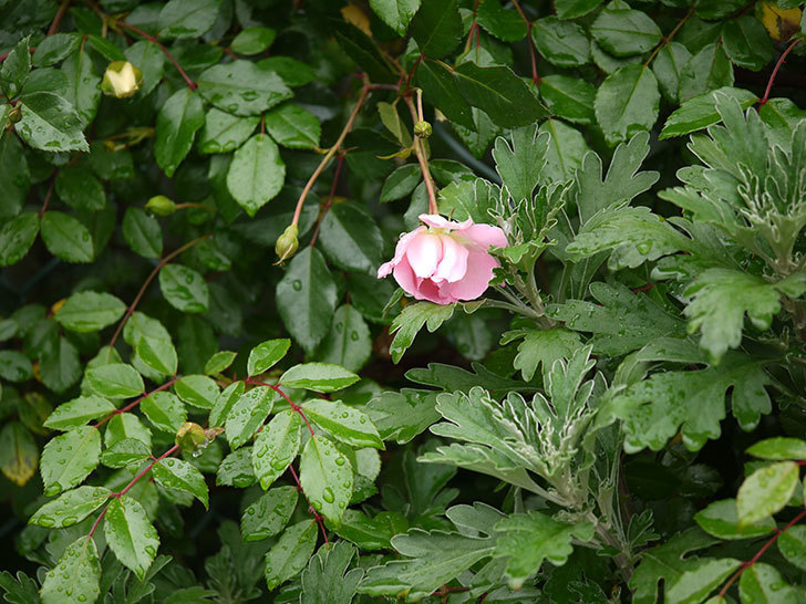 フランソワ・ジュランヴィル（ツルバラ）が咲いた。2017年-22.jpg