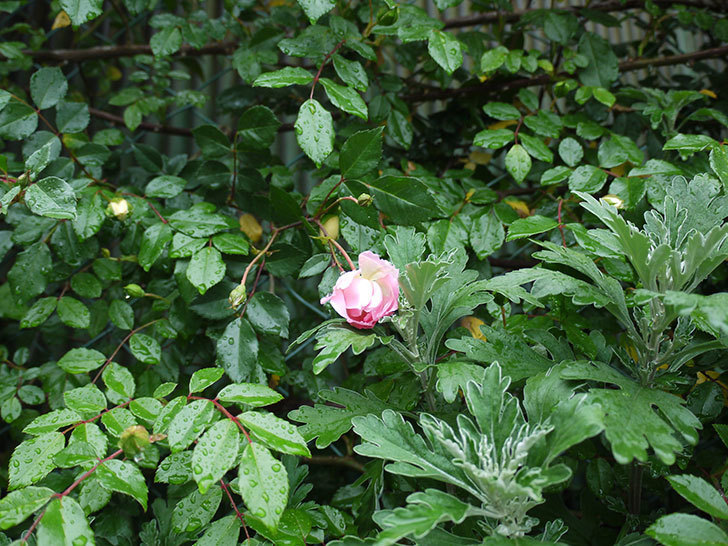 フランソワ・ジュランヴィル（ツルバラ）が咲いた。2017年-5.jpg