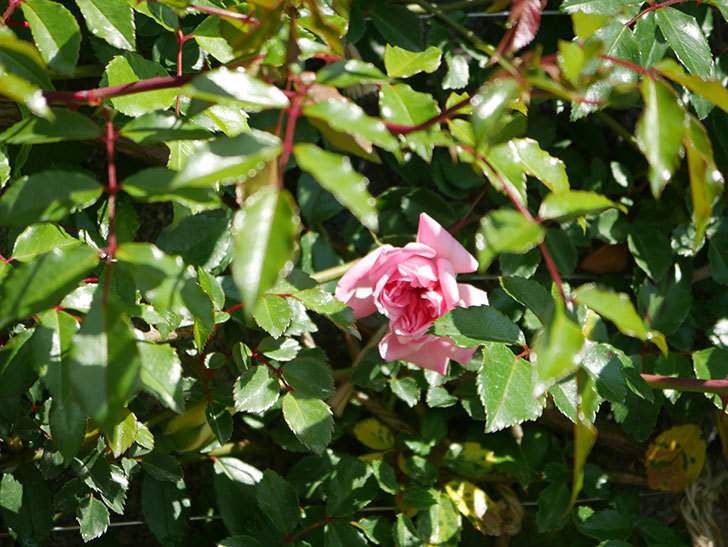 フランソワ・ジュランヴィル（ツルバラ）の花が咲いた。2020年-5.jpg