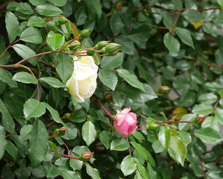 フランソワ・ジュランヴィル（ツルバラ）の花が咲きだした。2019年-2.jpg