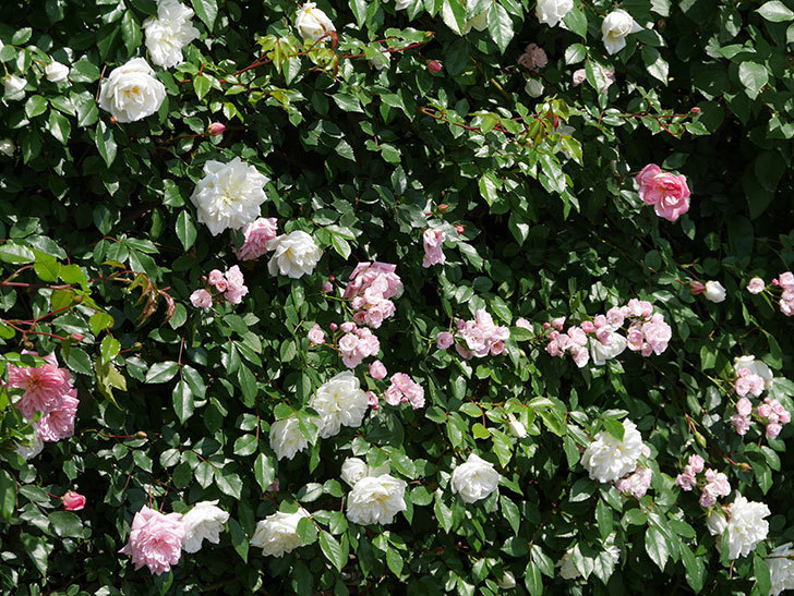 フランソワ・ジュランヴィル（ツルバラ）の花が増えて来た。2019年-16.jpg