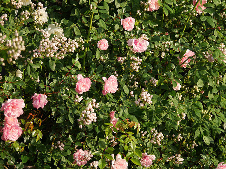 フランソワ・ジュランヴィル（ツルバラ）の花が満開になった。2020年-001.jpg